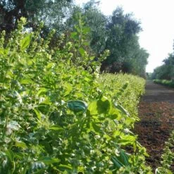 Galantino Puglian Olive Oil With Basil In Terracotta Bottle 250ml -Deals Kitchen Hub Store basil1