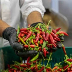 Galantino Puglian Olive Oil With Chilli In Terracotta Bottle 250ml 12 Galantino Puglian Olive Oil With Chilli In Terracotta Bottle 250ml -Deals Kitchen Hub Store chillioliveoil3