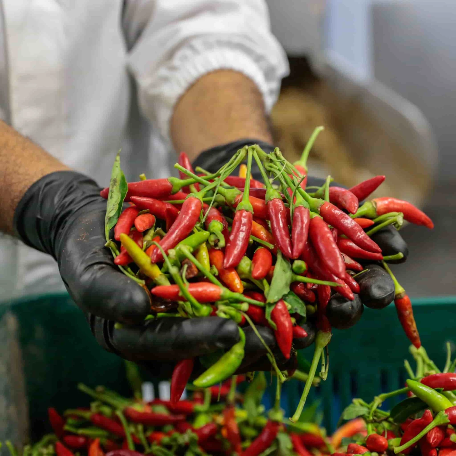 Galantino Puglian Olive Oil With Chilli In Terracotta Bottle 250ml 3 Galantino Puglian Olive Oil With Chilli In Terracotta Bottle 250ml - Image 3