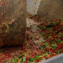 Galantino Puglian Olive Oil With Chilli In Terracotta Bottle 250ml 17 Galantino Puglian Olive Oil With Chilli In Terracotta Bottle 250ml -Deals Kitchen Hub Store chillioliveoil5