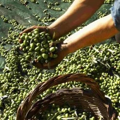 Galantino Fruttato Medio Extra Virgin Olive Oil 500ml -Deals Kitchen Hub Store oliveoil1 2c98253f a0e8 4c79 9a28 9e16e4b4fab0