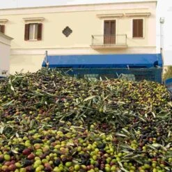 Galantino Fruttato Medio Extra Virgin Olive Oil 500ml -Deals Kitchen Hub Store oliveoil2 260b2502 3450 49c6 8cac dfde7f83ff42