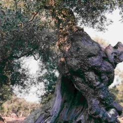 Galantino Fruttato Medio Extra Virgin Olive Oil 500ml -Deals Kitchen Hub Store oliveoil3 fa2dd267 a9bc 47ce 832f 8a21f7b00123